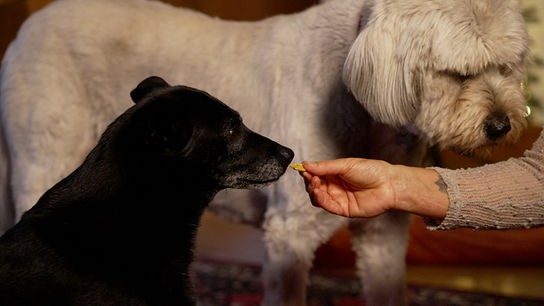 © ORF Hundekekse zum Selberbacken