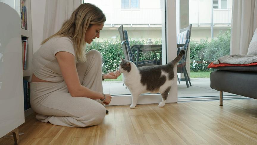 Danilo Campisi und Corinna Kamper haben drei Europäisch Kurzhaar Katzen zuhause.