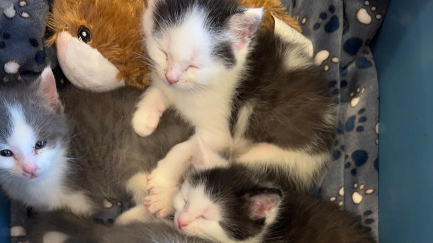 Sabine Mosböckhofer vom Gut Aiderbichl betreut Babykatzen