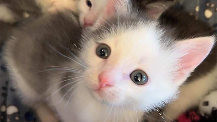 Sabine Mosböckhofer vom Gut Aiderbichl betreut Babykatzen