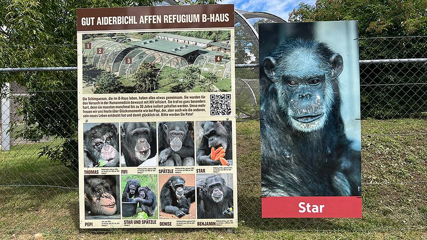 Die geretteten Schimpansen im Affenpark Gänserndorf