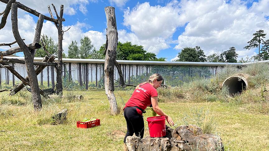 Die geretteten Schimpansen im Affenpark Gänserndorf