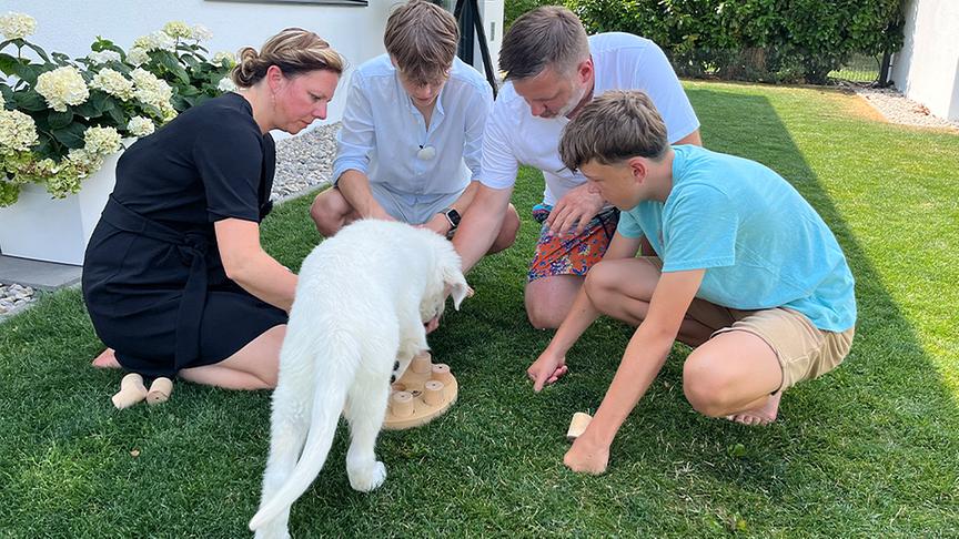 Golden Retriever-Welpe Rudi entdeckt die Welt