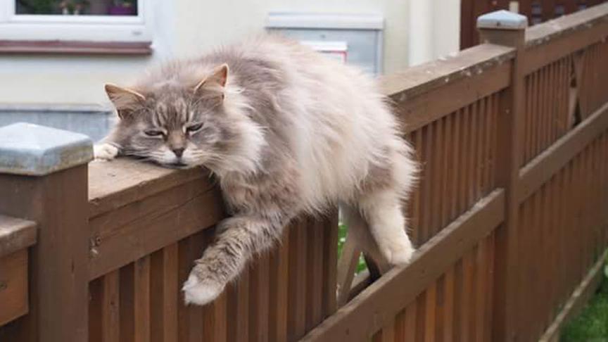 Platz 1: Katze Uschi beim Relaxen. (Carmen Egner, Freistadt)