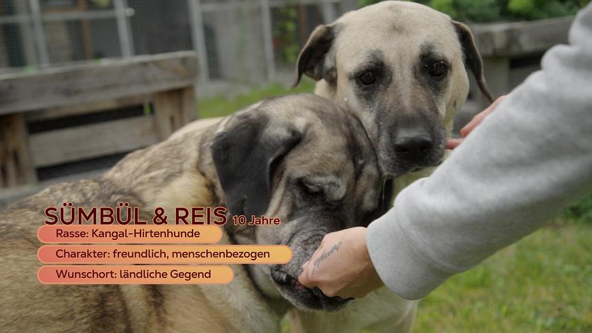 © ORF Hunde-Duo Sümbül und Reis