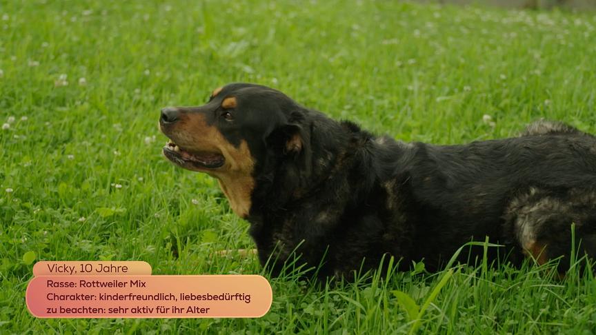 Rottweiler-Mix "Vicky" ist sehr liebesbedürftig.