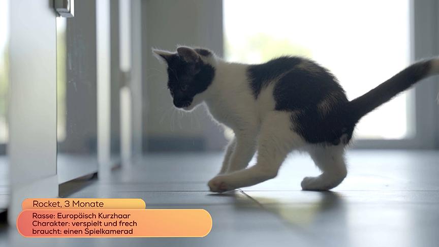© On Media Der kleine Kater Rocket ist noch sehr verspielt und frech