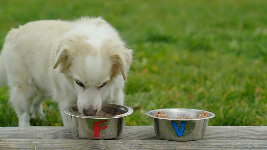 Silvia Jandl und Kerstin Brüller klären über vegane Hundeernährung auf