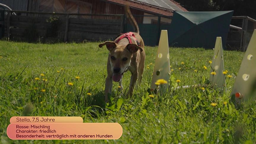 © On Media Mischling Stella würde sich gut mit anderen Hunden vertragen