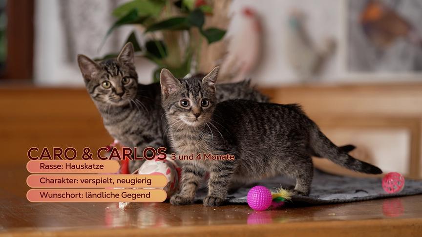 Die Babykatzen Caro und Carlos