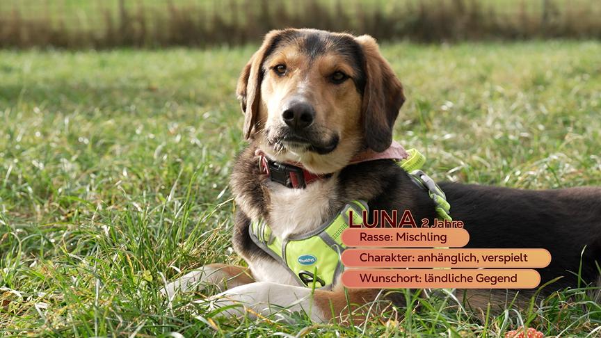 Mischlingshündin Luna 
