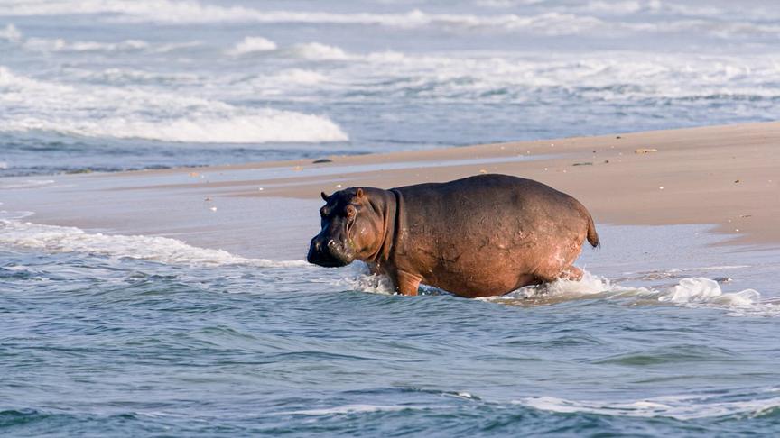 Ein Hippo steht nahe am Strandufer in der Meeresbrandung.