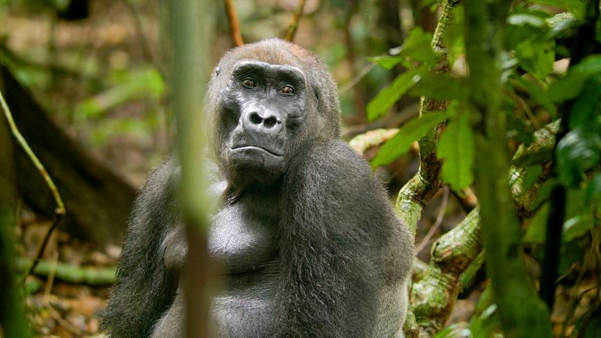 Ein Flachlandgorilla am Boden im Dschungel sitzend und in die Kamera schauend.