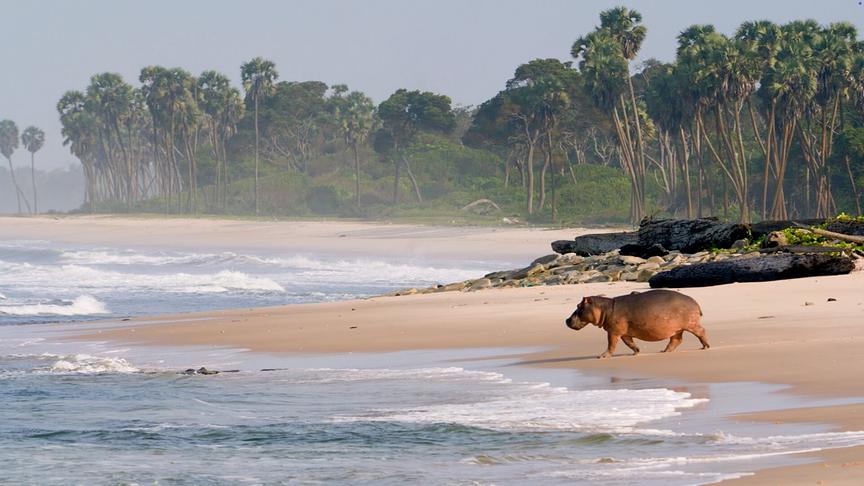 Ein Hippo am Stand vor Dschungelkulisse auf dem Weg in die Brandung.