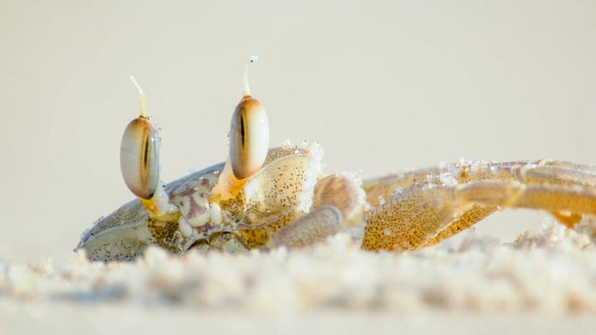 Eine Geisterkrabbe mit hellem, fragil wirkendem Körper im Sand.