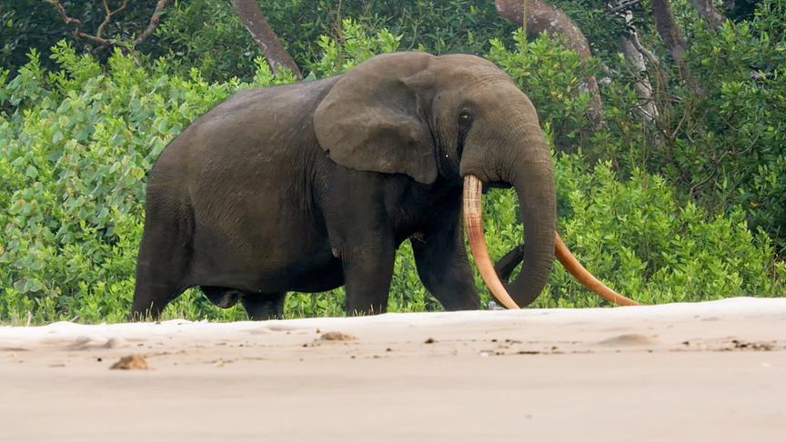 Ein Elefant mit langen, gelblichen Stoßzähnen am Strand vor Dschungeldickicht.