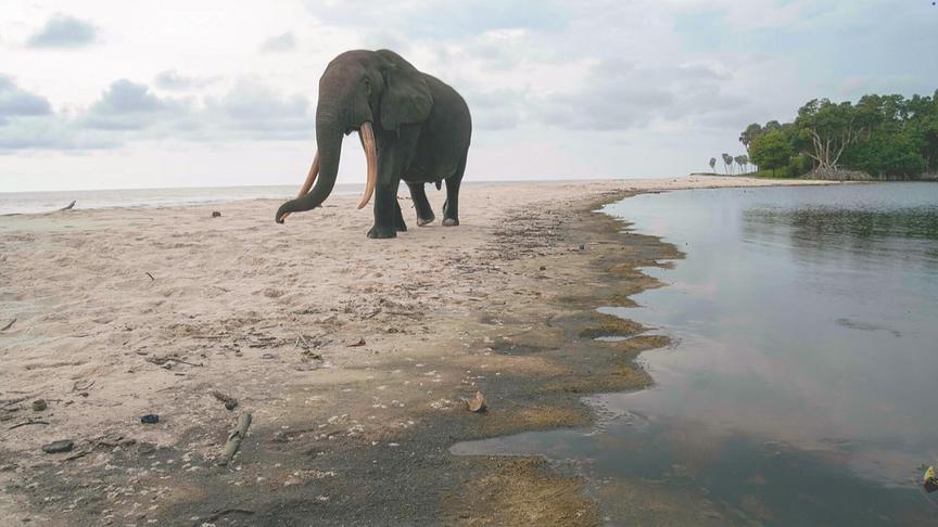 Ein Elefant mit langen Stoßzähnen spaziert auf einem schmalen Strandabschnitt, der auf beiden Seiten von einem Gewässer umgeben ist. Im Hintergrund ist Dschungelwald zu sehen.