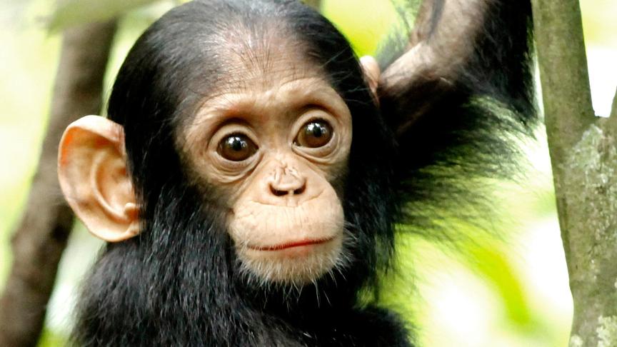 © Foto: ORF/Doclights GmbH/Blue Planet Film Ein Schimpansen-Baby mit großen Augen und Ohren und noch lichtem Fell hält sich an einem Baumast fest.