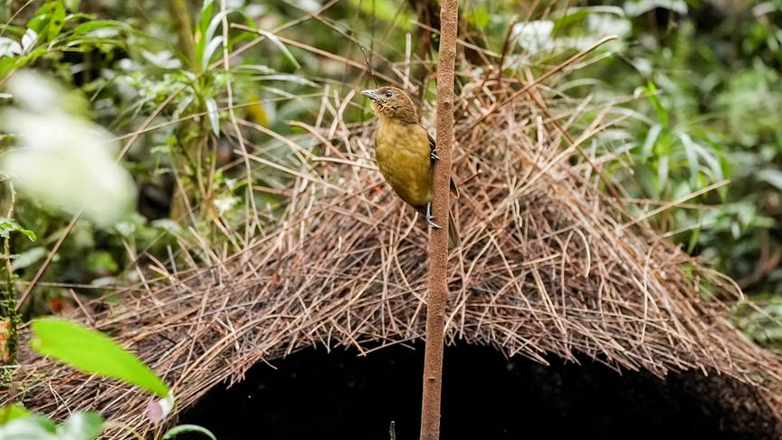 © Foto: ORF/Doclights GmbH/Text und Bild Medienproduktion/Robert Sigl Ein Vogel hält sich seitwärts an einem dünnen Baum fest, dahinter ist eine kunstvoll gebaute Höhle aus mehreren kleinen Ästen zu sehen.
