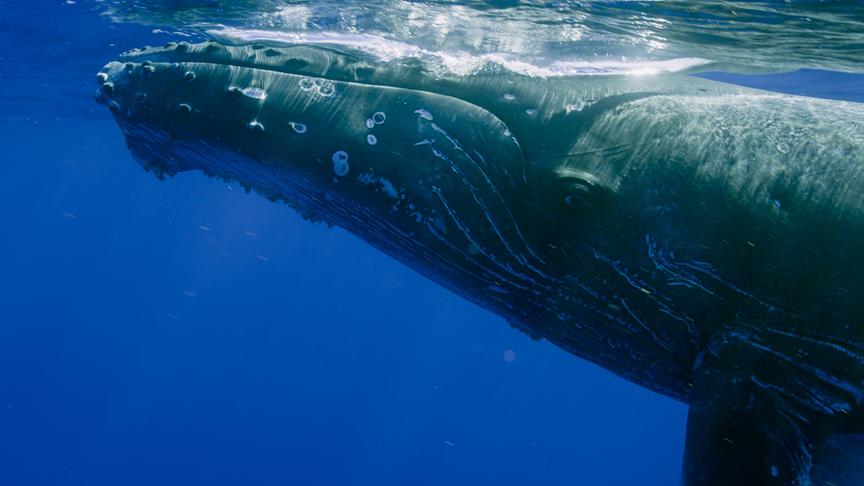 Ein Buckelwal schwimmt im blauen Wasser knapp unter der Wasseroberfläche.