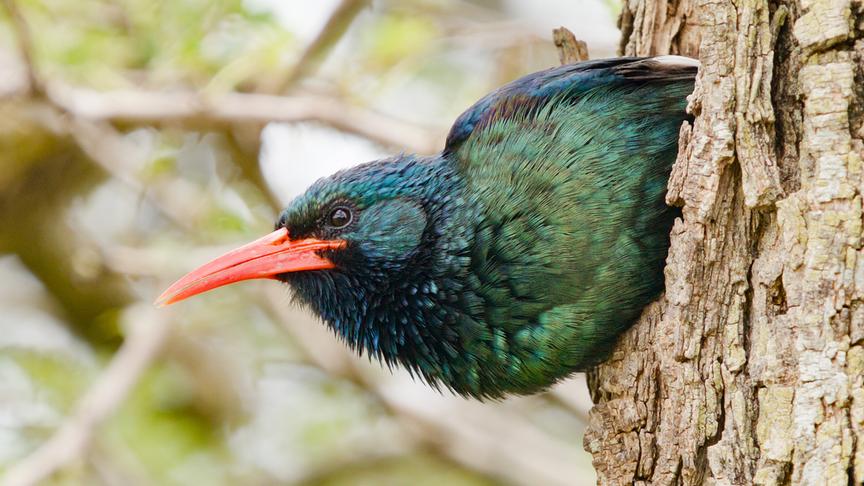 Ein Vogel mit grün-blauem Federkleid und orangem Schnabel lugt aus einem Baumloch heraus.