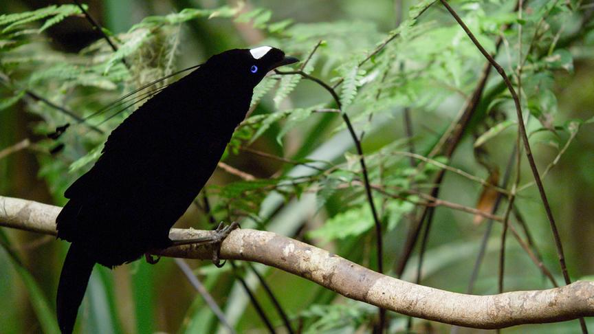 Ein schwarzer Vogel mit weißem Fleck am Kopf und langen, dekorativen Nackenfedern auf einem Ast sitzend.