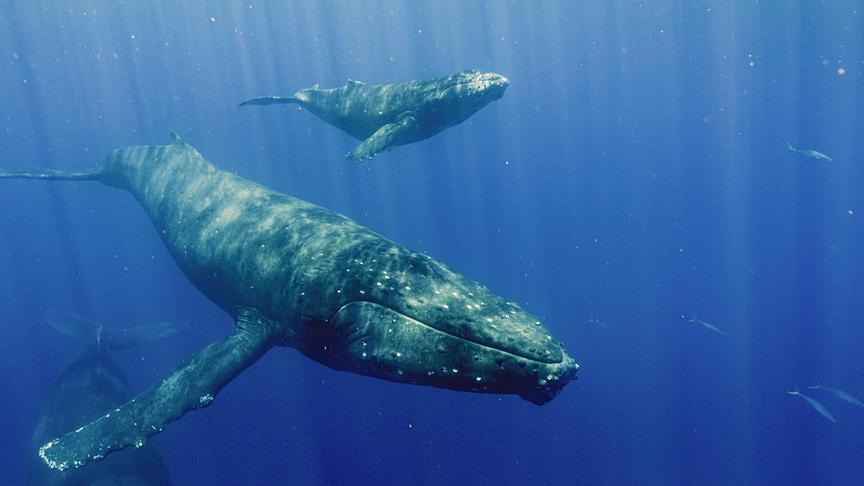 Mehrere Buckelwale schwimmen nebeneinander in tiefblauem Wasser, die Sonnenstrahlen durchbrechen die Wasseroberfläche.