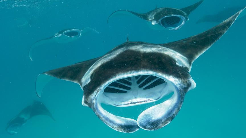 Mehrere Mantarochen in türkisfarbenem, milchigem Wasser.