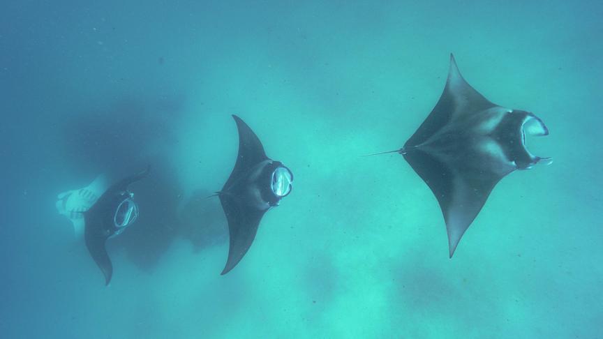 Mehrere Mantarochen schwimmen hintereinander in türkisem, milchigem Wasser.