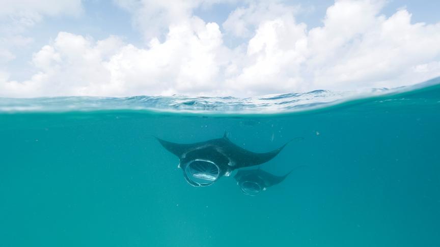 Zwei Mantarochen im türkisen Wasser knapp an der Wasseroberfläche, darüber blauer Himmel mit Wolken.