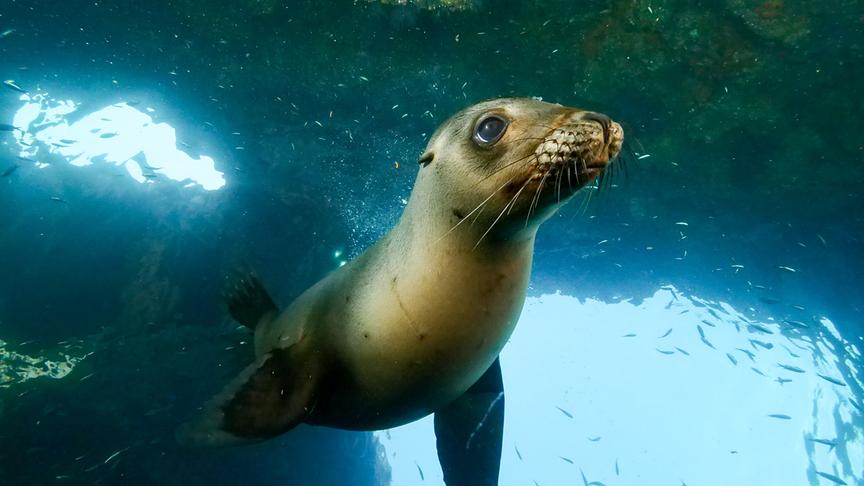 Ein Seelöwe unter Wasser umgeben von kleinen Fischen.