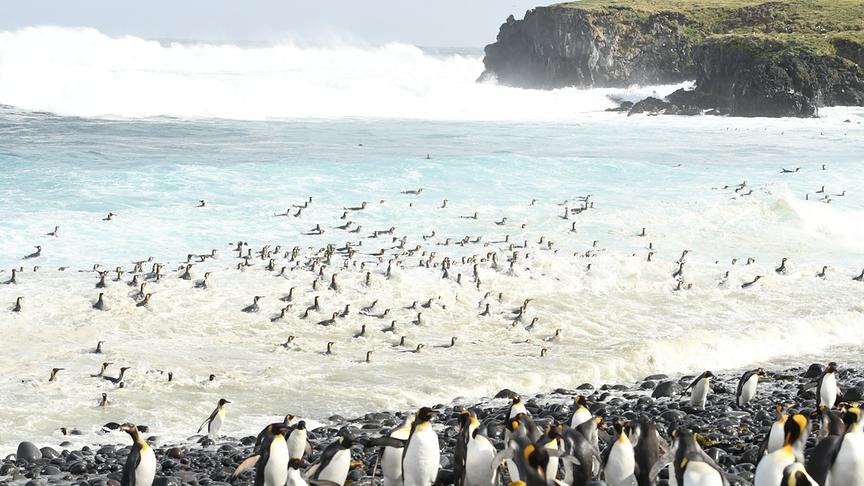 Viele Pinguine an einem Strand mit großen Kieseln und im hellen Gischtwasser.