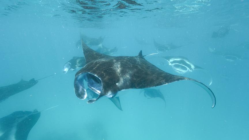 Mehrere Mantarochen in türkisblauem, milchigem Wasser.