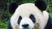 Nahaufnahme eines Pandabären
