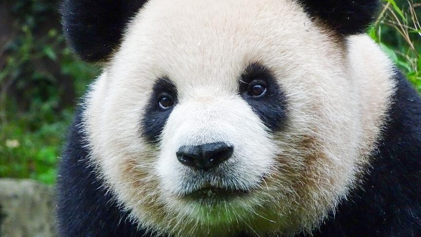 Nahaufnahme eines Pandabären