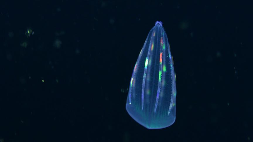 Im Bild: Planktonfressende Tiefseequalle auf dem Weg zum Monscheinbuffet.