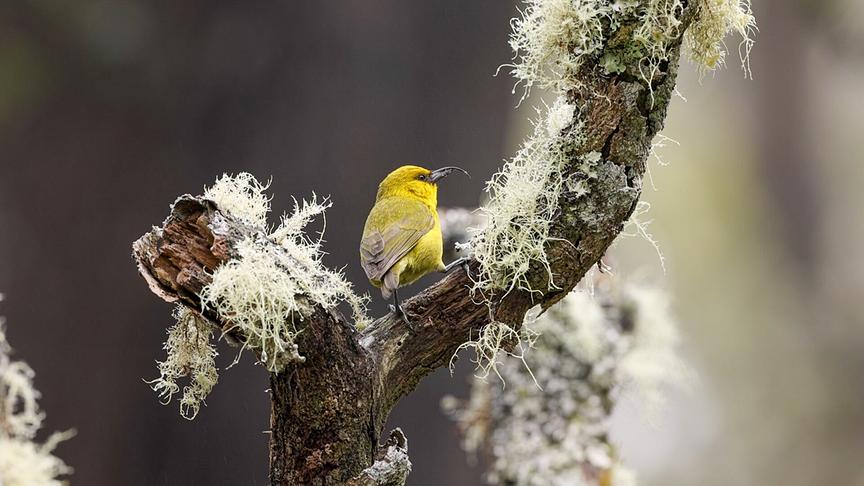 Im Bild: Einer der seltensten Kleidervögel ist der Sichelkleidervogel im Hakalau Forrest Reserve auf Big Island.