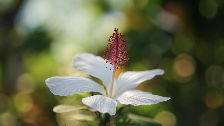 Im Bild: Der hawaiianische Hibiskus ist der einzige duftende Hibiskus der Welt.