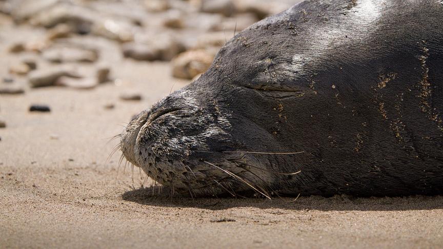 Im Bild: Hawaii-Mönchsrobbe auf Maui, die seltenste Robbe der Welt.