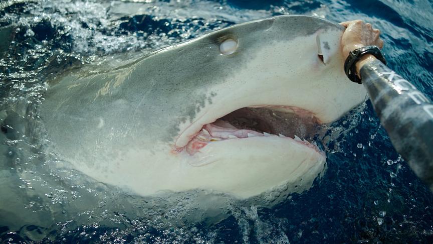 Im Bild: Juan Olipahnt, Haispezialist, lenkt einen Tigerhai um damit er nicht das anknabbert in Haleiwa auf O’ahu.