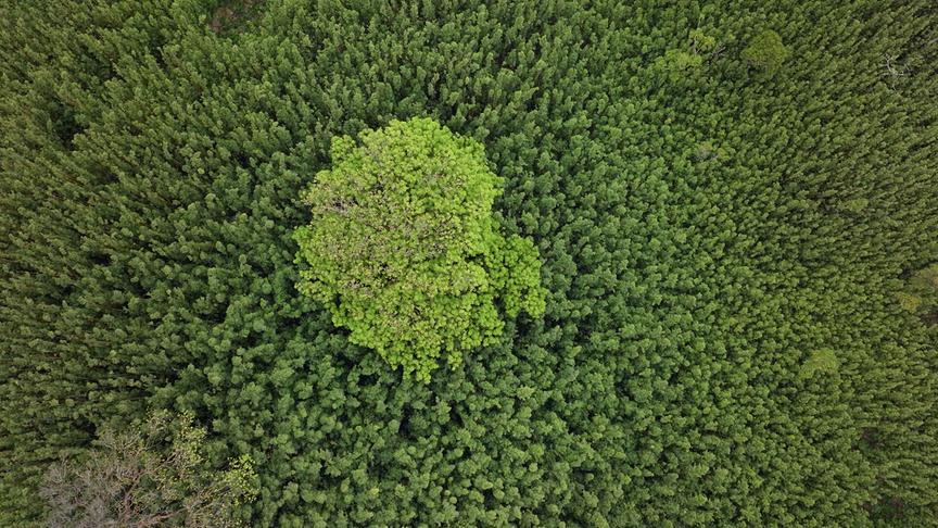 Im Bild: Invasiver Bambus bedrängt die einheimischen Bäume auf O’ahu.