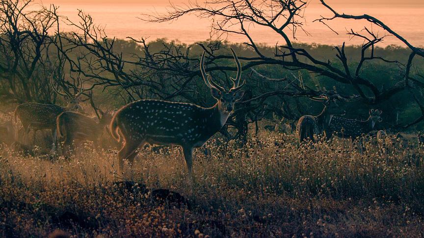 Im Bild: Nach der Einführung des Axishirsches, wurde die Art aufgrund der Abwesenheit von Raubtieren zur Plage auf Molokai.