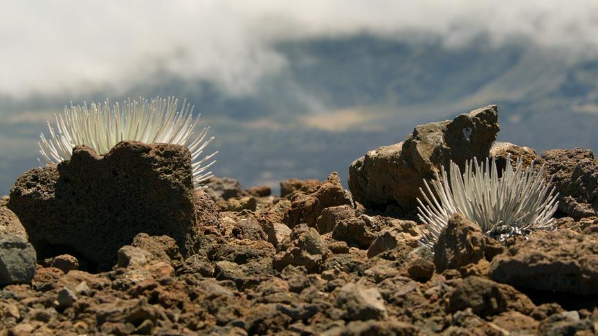 Im Bild: Das Silberschwert auf dem Haleakalā, eine der seltensten Pflanzen der Welt.