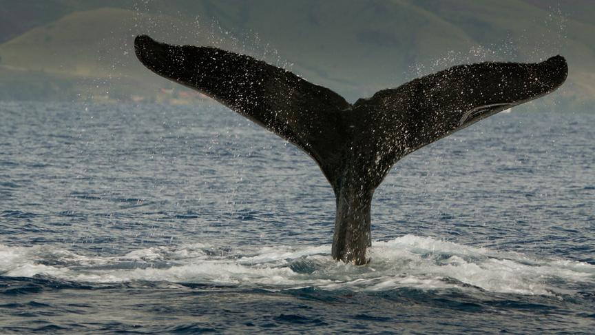 Im Bild: Eine Buckelwalfluke bei Maui. Die Gewässer in Hawaii sind Kinderstuben für neugeborene Walkälber.