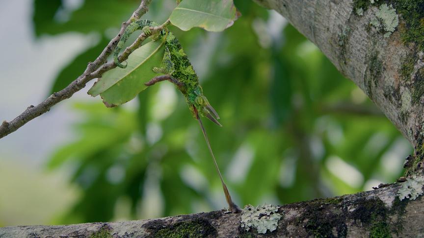 Im Bild: Ein Dreihorn-Chameleon bei der Jagd. Seine Zunge ist blitzschnell und kann über weite Distanzen Beute fangen.