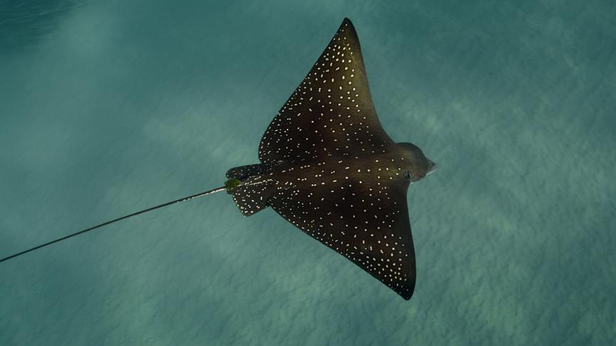 Im Bild: Der gefleckte Adlerrochen bereitet sich auf seine Paarung vor.