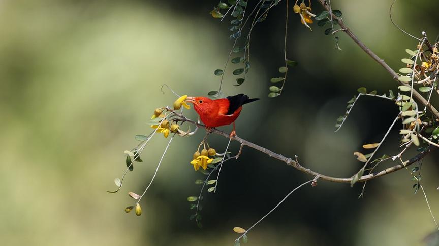 Im Bild: Der imposante, rote Kleidervogel I’iwi (Drepanis coccinea) trinkt Nektar am Mamane-Baum.
