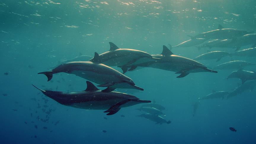 Im Bild: Spinner-Delfine am Morgen bei ihrer „Morgengymnastik“.