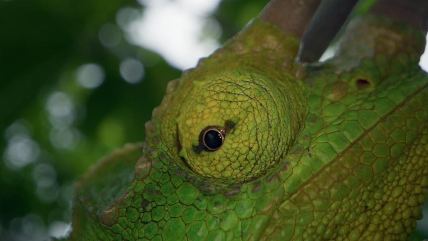Im Bild: Das Dreihorn-Chameleon ist auf O’ahu eine invasive Art.