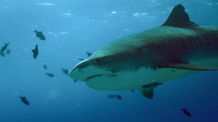 Im Bild: Tigerhaie sind die gefährlichsten Tiere in Hawaiianischen Gewässern.